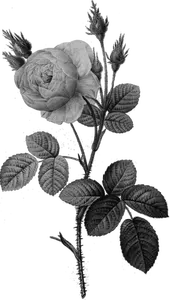 Enkel grå rose