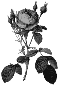 Rose sorteren in grijs