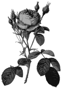 Rose sortera i grått
