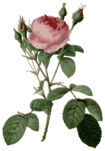 Thorny roses and rosebuds