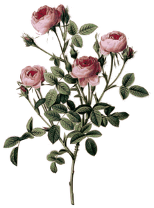Bleke roze roos toppen