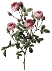 Bleke roze roos toppen