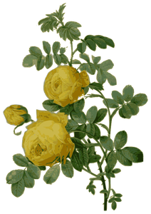 Wild rose in yellow color