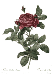 Retro rose illustration