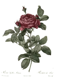Retro rose illustrasjon