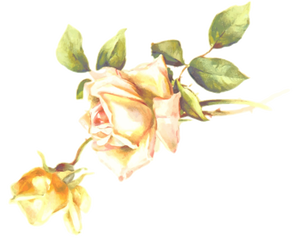 Yellow rose blossom