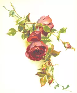 Wild røde roser vektor image