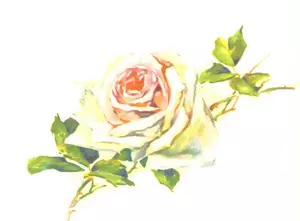Immagine di rosa pallido dell'annata