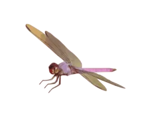 Dragonfly vector