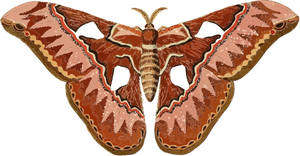 Brownish moth