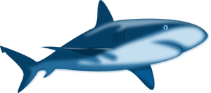 Shaded shark