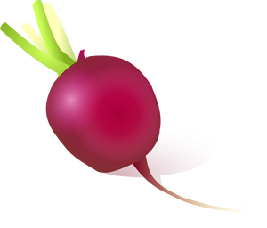 Vector image of radish
