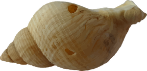 Gamle shell