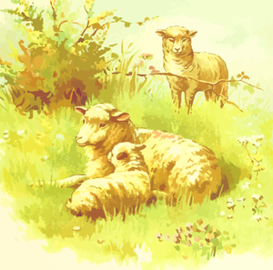 Pecore nel campo