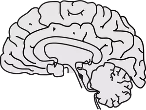 Imaginea vectorială gri creierului uman cu linie subtire negru