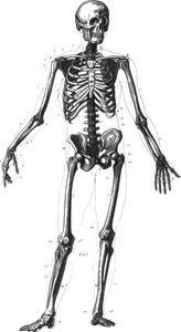 Immagine di vettore di scheletro umano in piedi