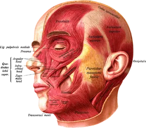 Spieren van het gezicht