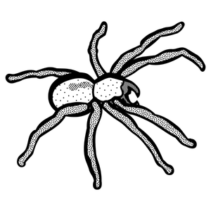 Păianjen desen