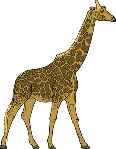 Giraff bild