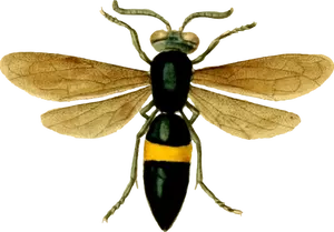 Obraz z muchą