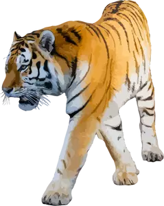 Tiger vektor illustrasjon