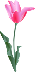 Image vectorielle d'une tulipe