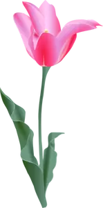 Vector image of a tulip