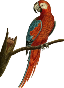 Papagei-Vektor-Bild