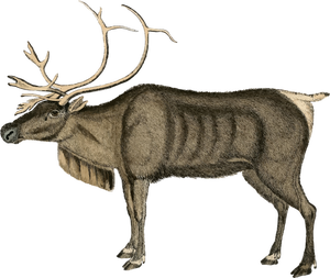 Vintage reindeer