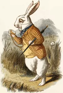 Dressed up rabbit