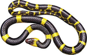 Serpiente de color amarillo y negro