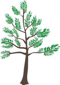 Young cedar tree illustration
