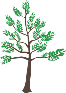 Illustrazione dell'albero di cedro giovane