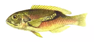Zoster wrasse