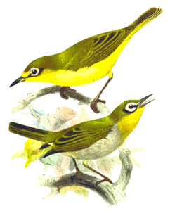 Zwei gelbe Vögel