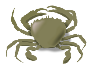 Vector drawing of crab