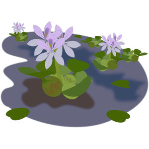 Violet plant