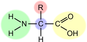 Vector de la imagen del esquema del aminoácido