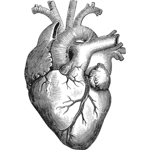 Anatominen sydänvektorikuva