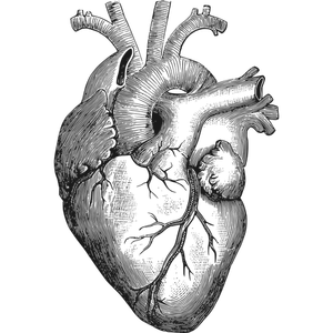 Anatomisches Herz-Vektor-illustration
