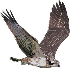 Western Osprey in flight illustration