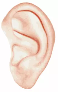 Vector illustration of white human ear
