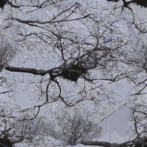 Kuva linnunpesästä puun oksilla, joiden yläpuolella on voimalinjoja