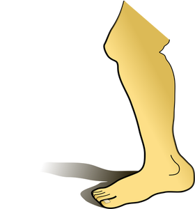 Human leg vector image