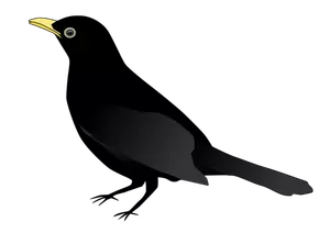 Blackbird debout vector clipart