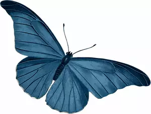 Motyl niebieski wektor