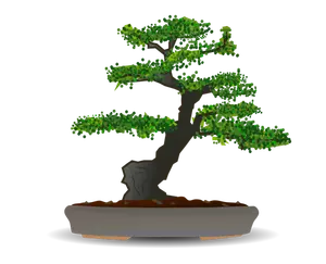 Bonsai tree vector drawing