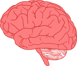 Vecteur, dessin de vue latérale du cerveau humain en rouge
