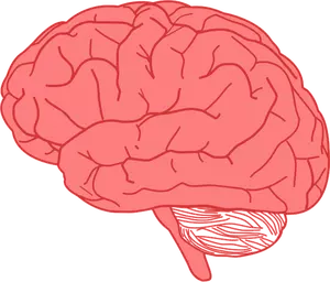 Vector tekening van zijaanzicht van menselijke hersenen in het rood