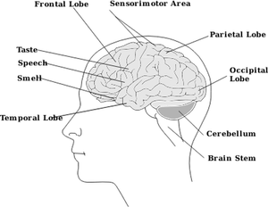 Vektorikuva ihmisen aivokaavion osista